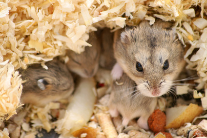 hamster-veterinaire-europe-pornic