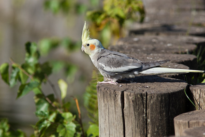 oiseau-veterinaire-europe-pornic