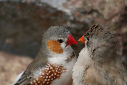 oiseau-veterinaire-europe-pornic