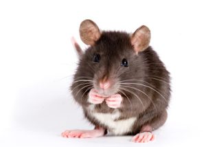 Hamster : un animal de compagnie idéal - Clinique vétérinaire Mulhouse