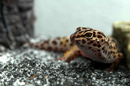 gecko-veterinaire-europe-pornic