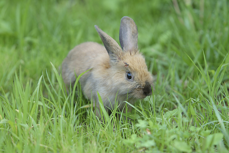 lapin-clinique-europe-pornic